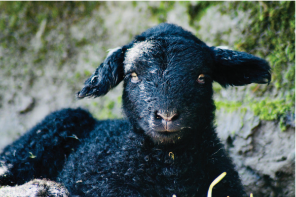Newborn Herdwick Lamb