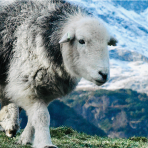 Shearling Ewe in front of Weatherlam