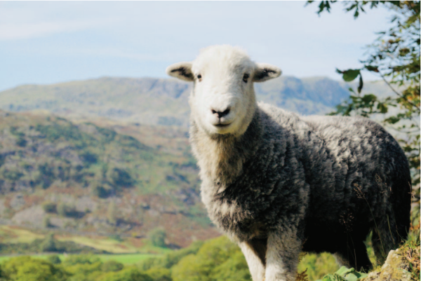 Shearling Wether in front of Holme Fell