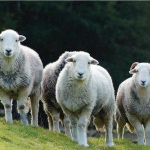 236 Shearlings in Hen Croft Shearlings in Hen Croft