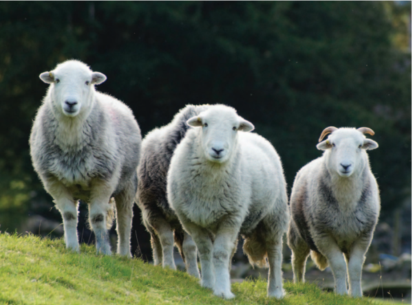 Shearlings in Hen Croft