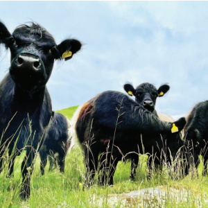 241 Yew Tree Belties on Torver Intake Yew Tree Belties on Torver Intake