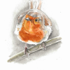 Curious Robin