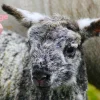 fudge Fudge - The "Surprise" Addition To The Flock