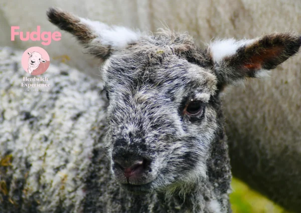 fudge Fudge - The "Surprise" Addition To The Flock