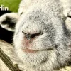 merlin Merlin - The Meeter And Greeter