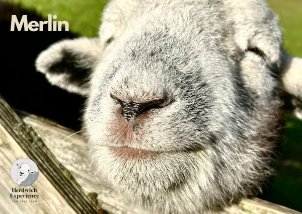 merlin Merlin - The Meeter And Greeter