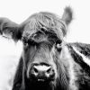 Belty Heifer