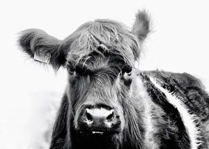 Belty Heifer