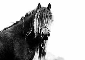 Fell Pony Mare Fell Pony Mare, fresh back down from a period of wild living on the fells
