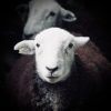 Herdwick Hoggs (Peter and Charlie)