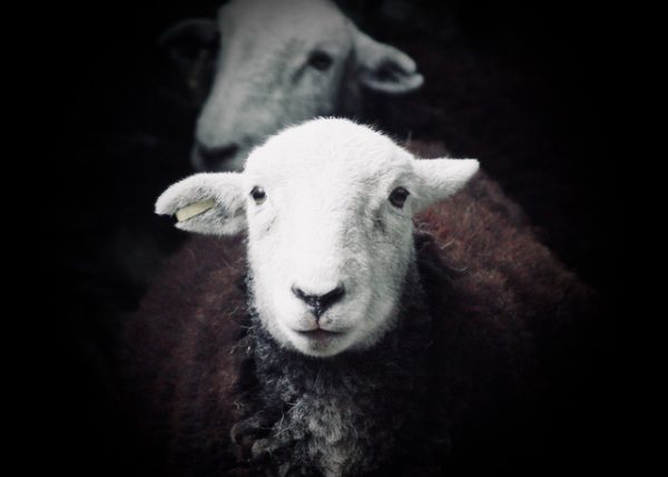 Herdwick Hoggs (Peter and Charlie)